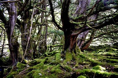 Discovering The Mysteries Of The Fraser Yew Tree Inverness Outlanders