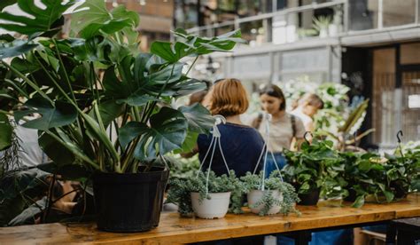 Bon Plan Vente De Plantes Partir D Euro Avec Plantes Addict