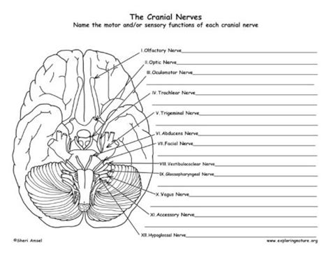 Cranial Nerves Worksheet Free Worksheets Samples Cranial Nerves Brain Diagram Anatomy