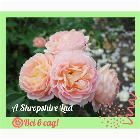 Фото к объявлению: троянди / Розы ексклюзив і популярні сорти — APKUA