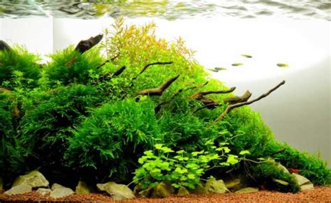 Inspirasi Model Aquascape Minimalis Terbaik Dan Terpopuler