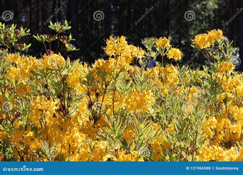 Sunny yellow azaleas stock photo. Image of floral, cultivated - 121966588