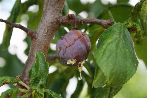 Plum Tree Diseases, Pests, and Other Problems - Garden.eco