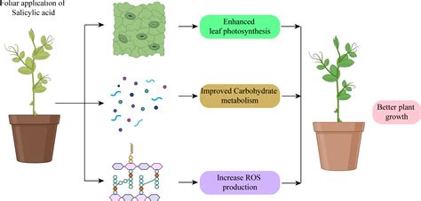 Frontiers Uncovering The Mechanisms Of Salicylic Acid Mediated