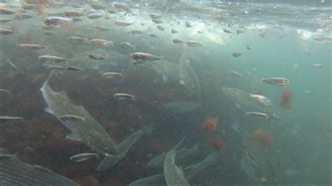 Incredible Underwater Fishing Footage Striped Bass Feeding Frenzy