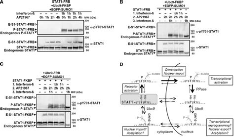 Mutually Exclusive In Vivo Phosphorylation Of Y And Sumoylation Of