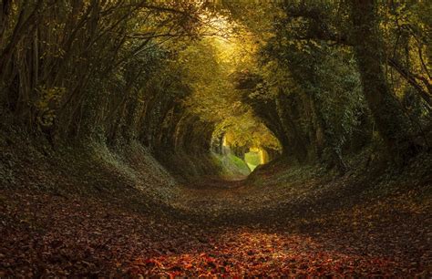 Wallpaper X Px Landscape Leaves Nature Path Sunlight