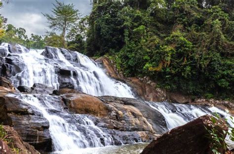 kanneliya rain forest