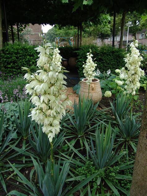 Tuin Met Mediterrane Uitstraling Aardoom Hoveniers