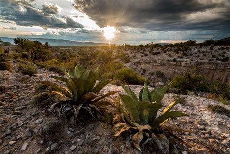 Valle de Tehuacán Cuicatlán es patrimonio mixto de la Unesco Mundo de