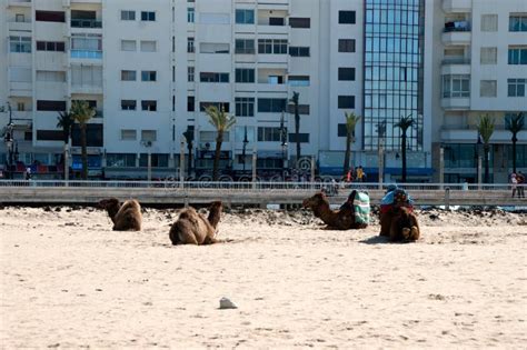 Camels In The Beach Of Tangier Morocco Editorial Stock Image Image