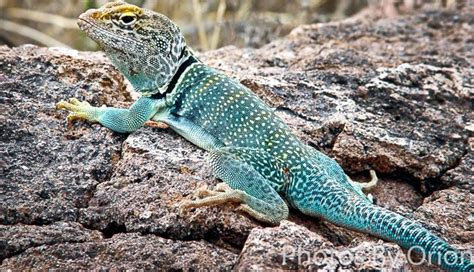 5 Colorful Lizards You Can Spot In India - lifeberrys.com