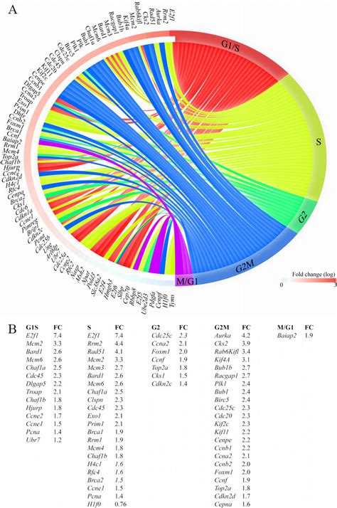 Increased Transcript Levels Of Genes Involved In Cell Cycle Progression