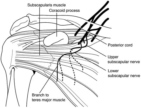 Anatomy Of The Subscapularis A Review Patrick Kellam Timothy Kahn