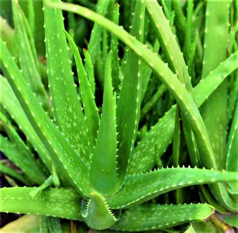 Aloe Vera Plant Live Plant – VGR Gardens