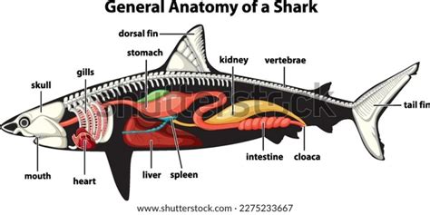 General Anatomy Shark Diagram Illustration Stock Vector (Royalty Free ...