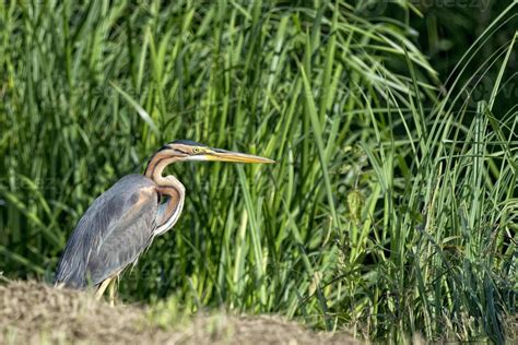 Red heron bird 12213808 Stock Photo at Vecteezy