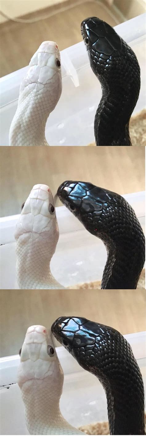 Snake Kisses in Front of Mirror