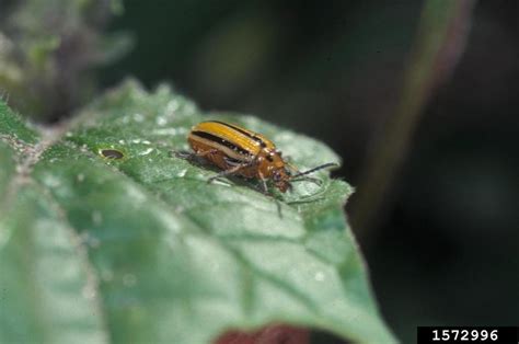 Striped Cucumber Beetle