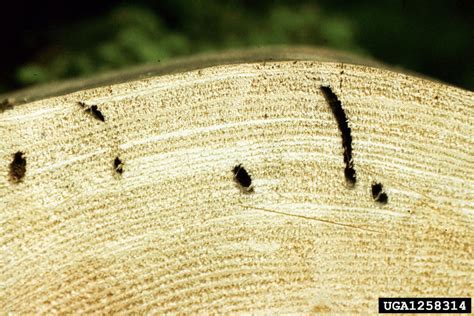 Black Spruce Beetle Tetropium Castaneum