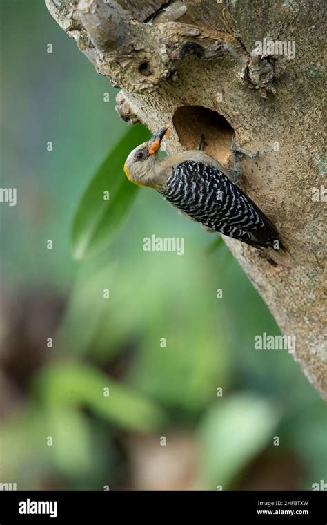 Hoffmann S Woodpecker Melanerpes Hoffmannii Female At Nesting Hole