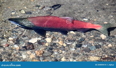 Kokanee Salmon Swimming Arkivfoto Bild Av Sockögla Djurliv 34409414