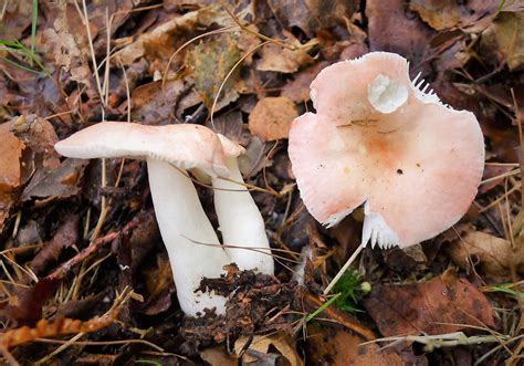 Russula Rosea The Ultimate Mushroom Guide