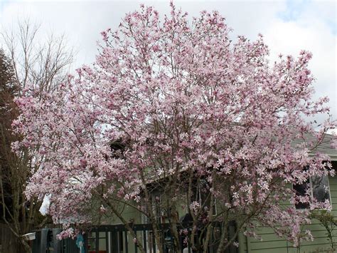 Magnolia Loebner Leonard Messel Campbells Nursery