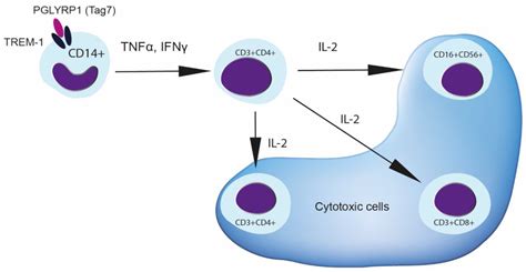 Cells Free Full Text Cytokines Tnfα Ifnγ And Il 2 Are Responsible For Signal Transmission