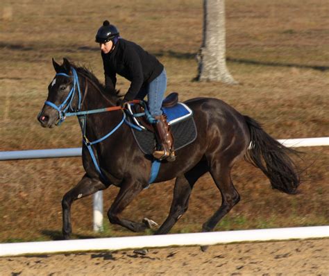 Woodside Ranch Training Center - Ocala, Florida | Services