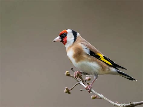 Goldfinch Bird Facts (Carduelis carduelis) | Bird Fact