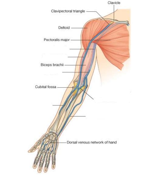 Superficial Veins Diagram Quizlet