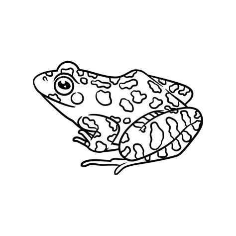 Frog line art drawing illustration 17286752 Vector Art at Vecteezy