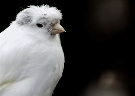 Top Canary Bird Breeds A-Z - The Happy Chicken Coop