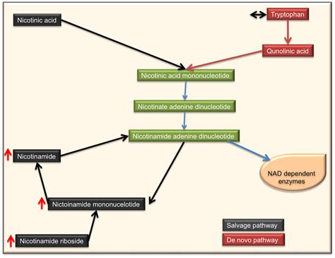 Nicotine Metabolism Pathway This Schematic Presents The De Novo And