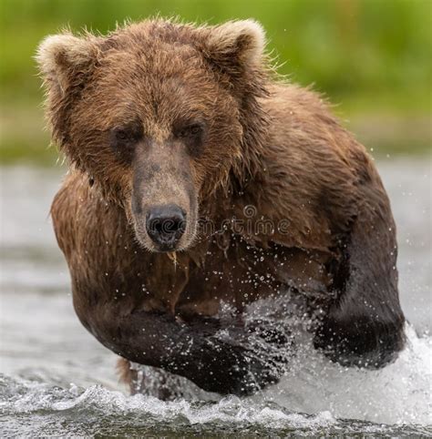 Brown Bear Fishing for Salmon in Alaksa Stock Photo - Image of animal ...