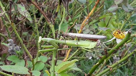 Female Praying Mantis with her headless husband, still mating ...