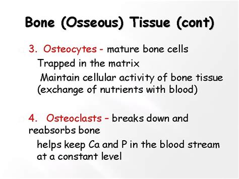 Osteology Study Of Bone Structure And Function Bones