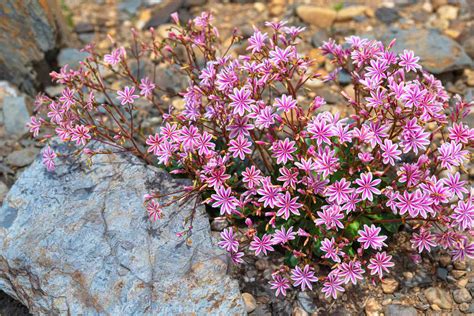 How To Grow And Care For Rainbow Lewisia