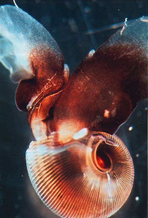 Physiology Naked Sea Butterflies