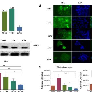 Expression And Location Of Er In Hacat Cells Transduced With E Or E