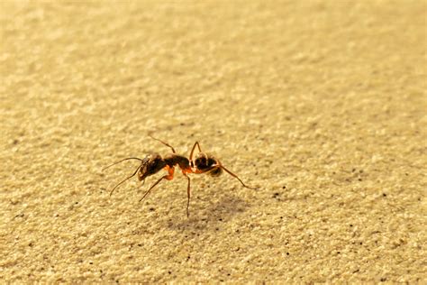 Carpenter Ants Vs Termites - Poor Boy Termite