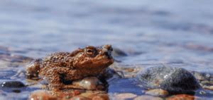 What is an Amphibian? - Types, Habitat & Facts