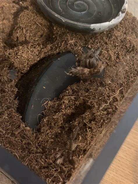 I panicked when I thought my tarantula exploded and died, turns out he