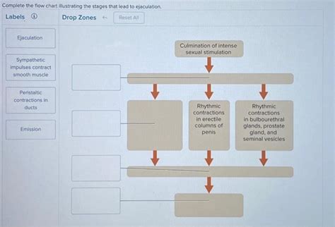 Solved Complete The Flow Chart Illustrating The Stages That Chegg