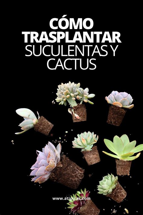 C Mo Trasplantar Suculentas Y Cactus At Picas Suculentas Suculent