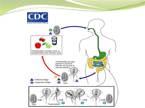 Giardia Lamblia Ppt