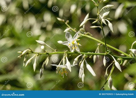 Renga Lily Flower And Buds Arthropodium Cirratum Endemic To New