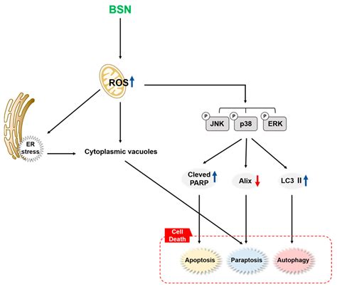 Biology Free Full Text Brassinin Induces Apoptosis Autophagy And