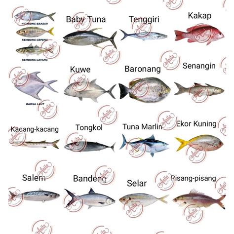 macam ikan laut dalchaebi